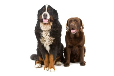 Bernese dağ ve çikolata labrador