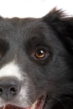 sınır collie köpek