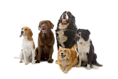 Group of dogs clipart