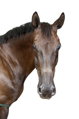 Head of a horse clipart