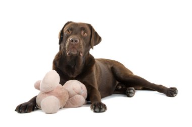 çikolata labrador retriever köpek