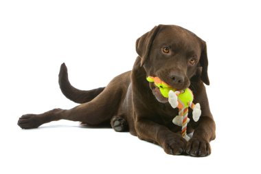 çikolata labrador retriever köpek