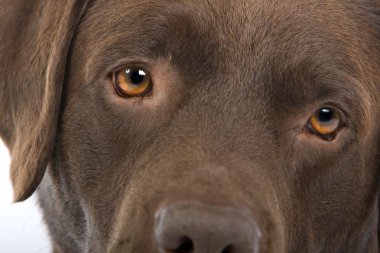 çikolata labrador retriever köpek