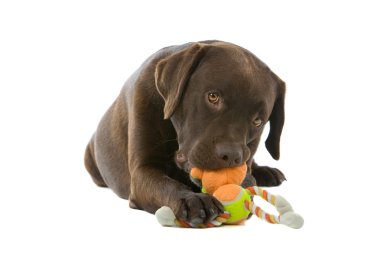 çikolata labrador retriever köpek