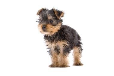 Yorkshire terrier yavrusu