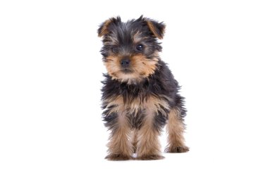 Yorkshire terrier yavrusu