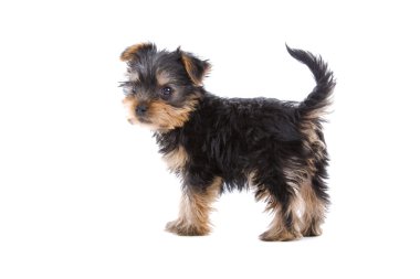 Yorkshire terrier yavrusu