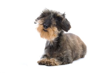 Wire haired dachshund dog clipart