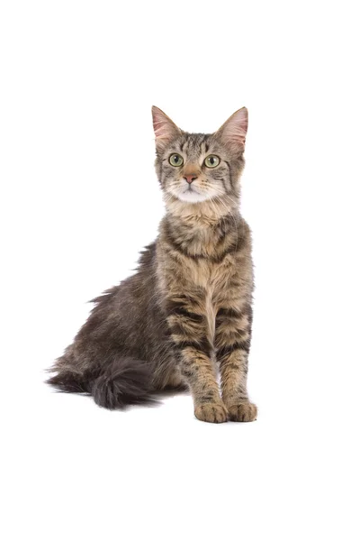 European short hair cat — Stock Photo, Image
