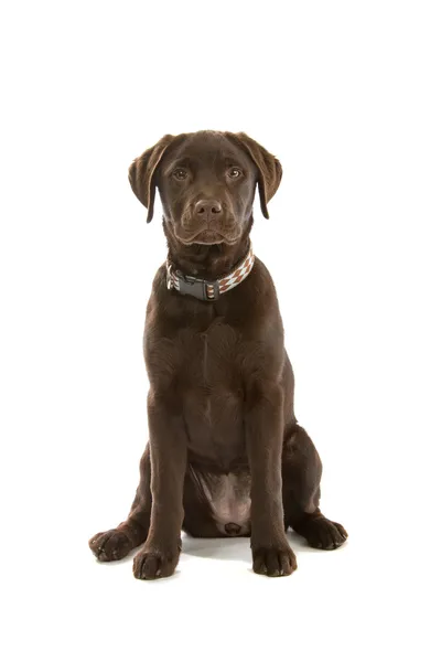 ช็อคโกแลตลาบราดอร์รีทรีฟเวอร์สุนัข — ภาพถ่ายสต็อก