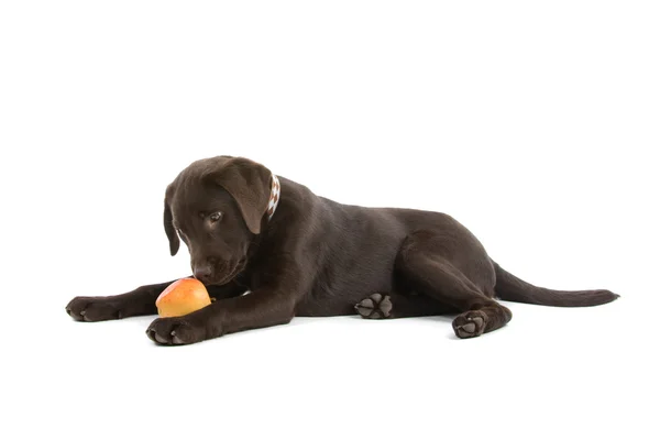 Chocolate labrador retriever dog — Stock Photo, Image
