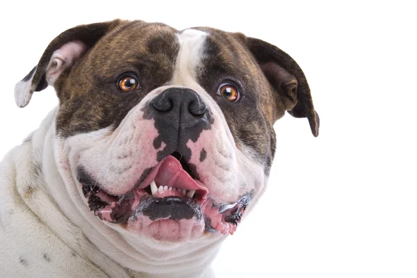 Amerikan bulldog'ın baş — Stok fotoğraf