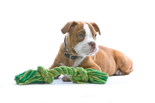 Filhote de cachorro boxer e seu brinquedo — Fotografia de Stock