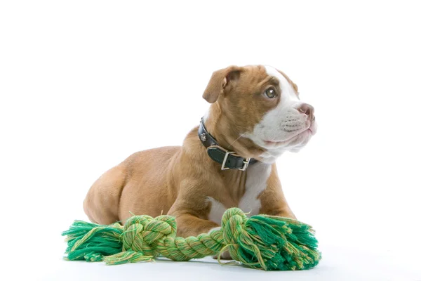 Puppy boxer and his toy — Stock Photo, Image