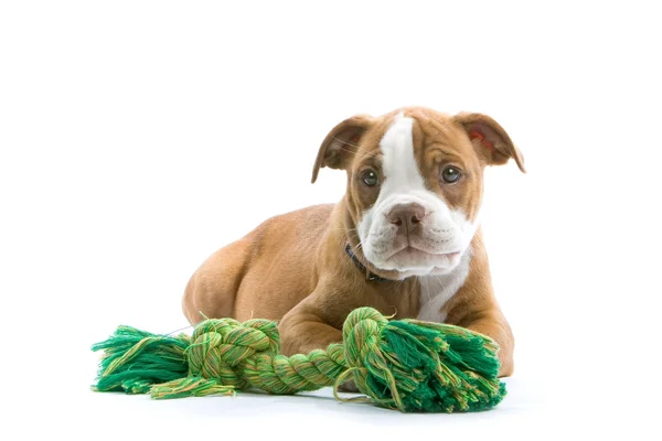 Boxer štěně a jeho hračky — Stock fotografie