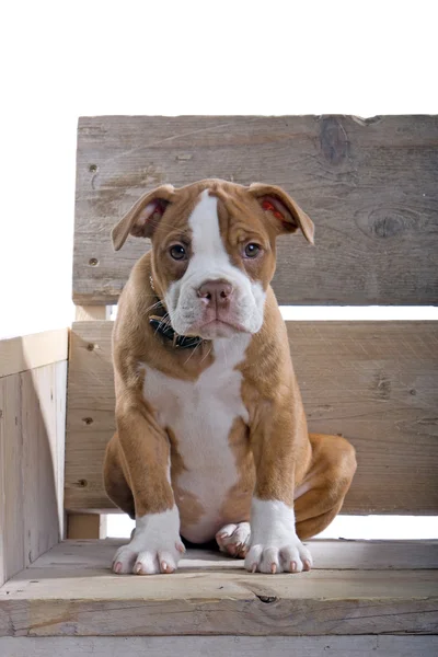 Smutné štěně boxera — Stock fotografie