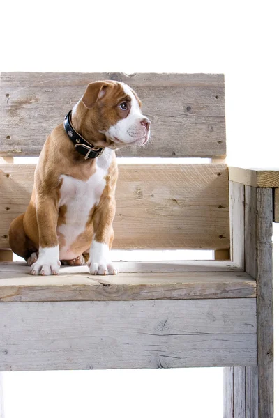 Üzgün köpek yavrusu boxer — Stok fotoğraf