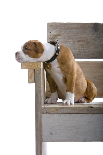 Köpek yavrusu boxer — Stok fotoğraf