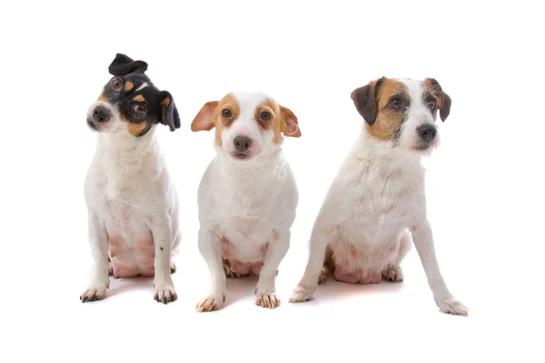 Grupp av jack russel terrier hundar — Stockfoto