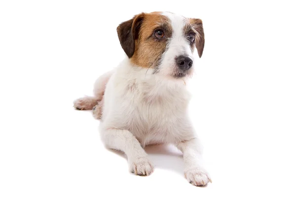 Jack Russel terrier perro —  Fotos de Stock