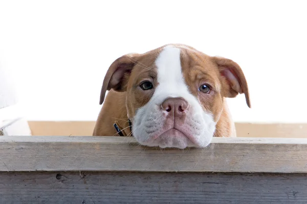 Boxer štěně odpočívá — Stock fotografie