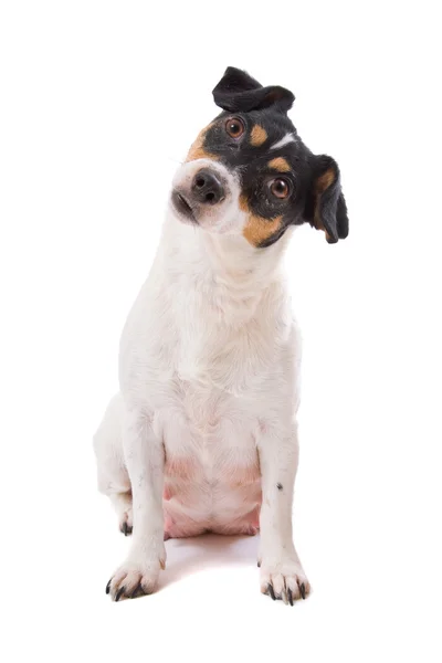 Jack russel terrier dog — Stock Photo, Image