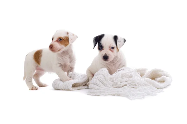 Dos cachorros jack russel terrier — Foto de Stock