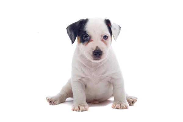 Jack russell terrier pupillo — Foto Stock