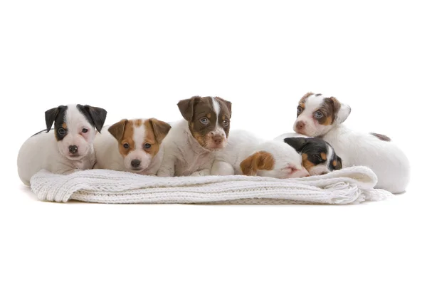 Group of jack russel terrier puppies — Stok fotoğraf