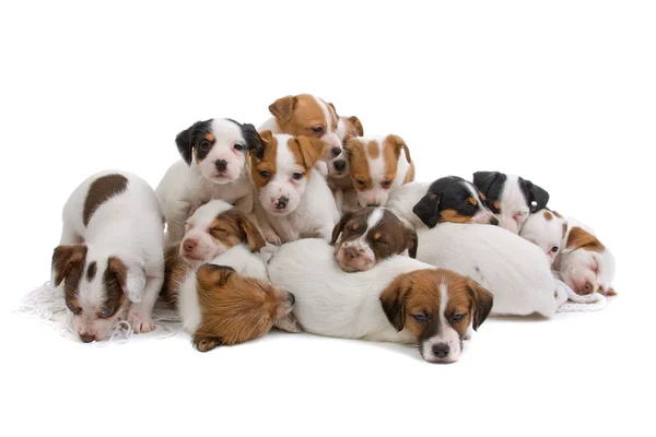 Grupo de cachorros de terrier de Jack Russel — Fotografia de Stock