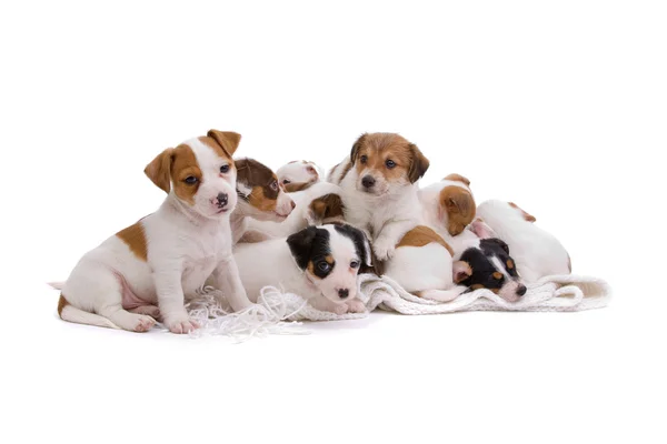 Grupo de cachorros jack russel terrier — Foto de Stock