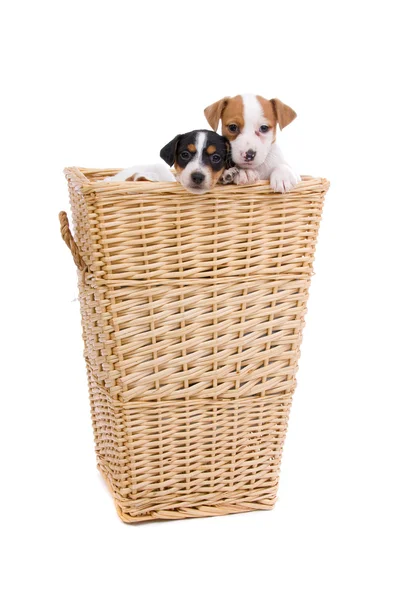 Twee jack russel terrier pups — Stockfoto