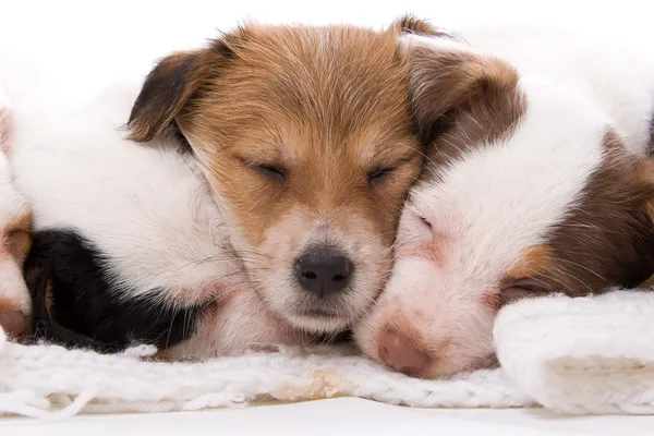 stock image Group of jack russel terrier puppies