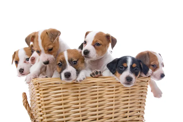 Group of jack russel terrier puppies — Stockfoto