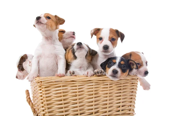 Group of jack russel terrier puppies — Stockfoto
