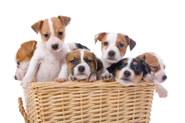 Group of jack russel terrier puppies