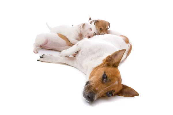 Jack Russel terrier köpek dişi ve puppi — Stok fotoğraf