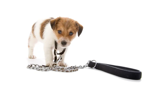 stock image Jack russell terrier pupy