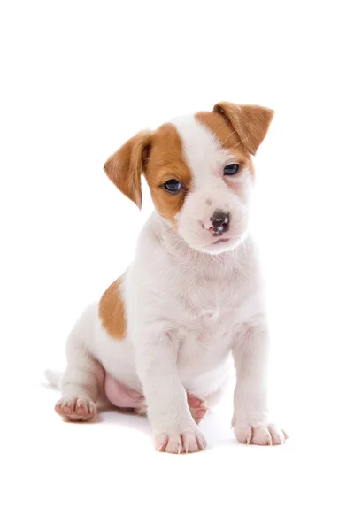 Jack russell terrier pupy — Zdjęcie stockowe