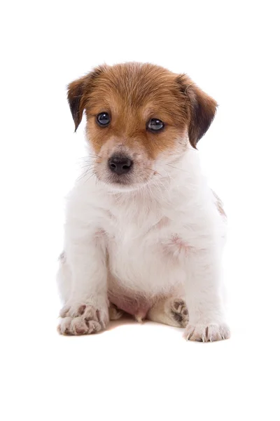 Jack russell terrier pupy — Zdjęcie stockowe