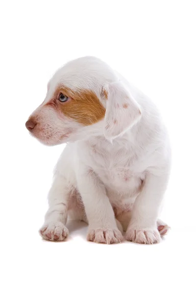 Jack russell terrier pupy — Stockfoto