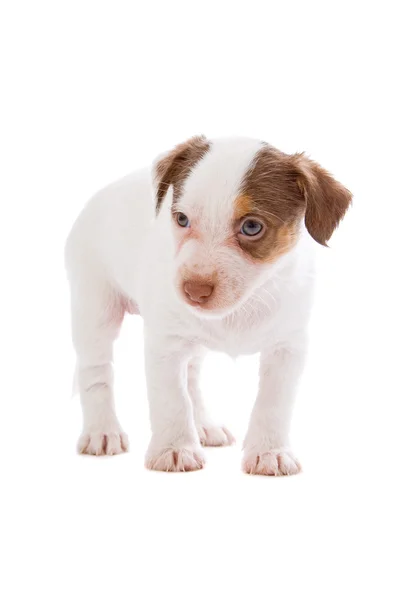 Jack Russell terrier pupy — Foto de Stock
