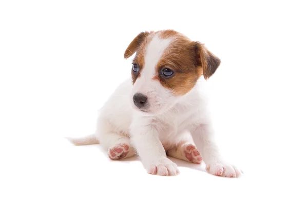 Jack Russell terrier pupy — Photo