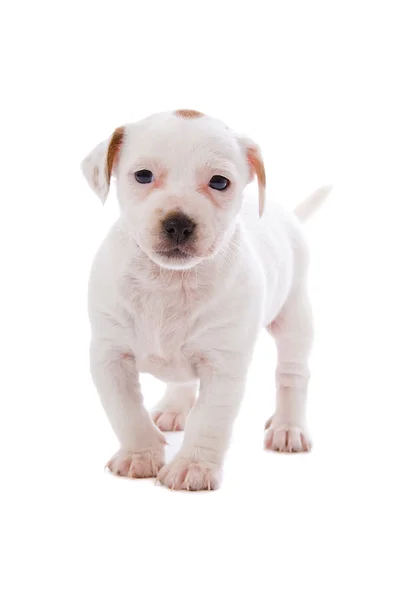 Jack russell terrier pupy — Stock Fotó