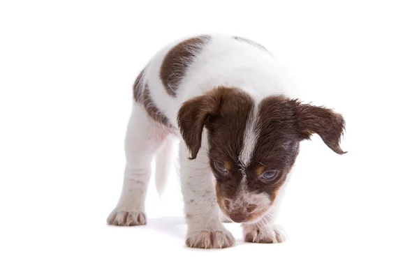 Jack Russell Terrier Welpe — Stockfoto