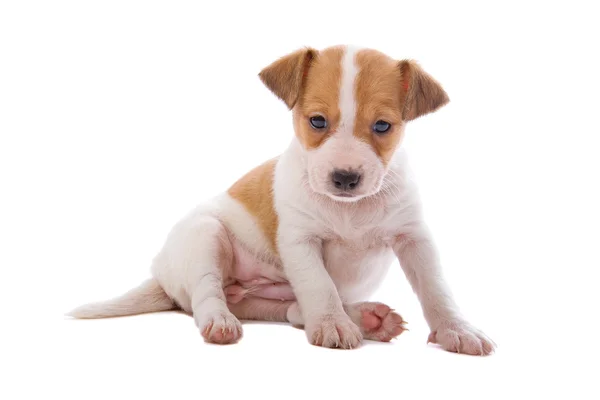 Jack Russell terrier filhote de cachorro — Fotografia de Stock