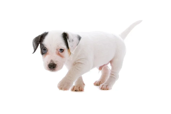 Jack Russell terrier filhote de cachorro — Fotografia de Stock