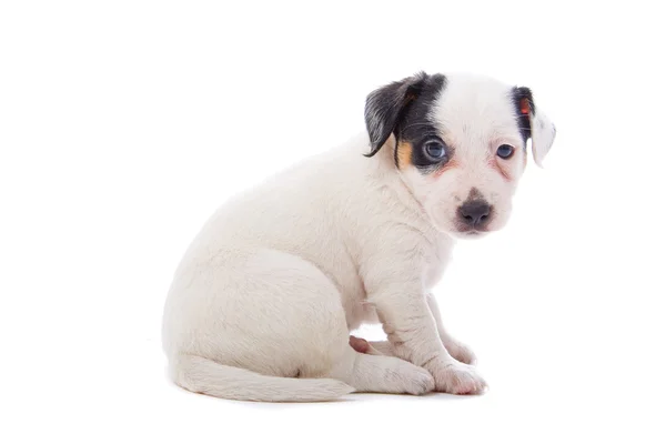 Jack Russell terrier pupy —  Fotos de Stock