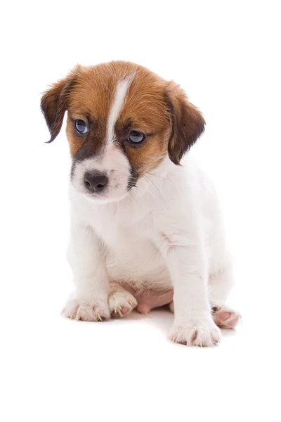 Jack Russell terrier pupy — Foto de Stock