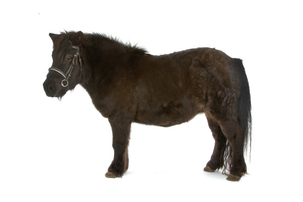 Brown pony